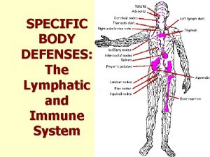 SPECIFIC BODY DEFENSES The Lymphatic and Immune System