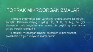 TOPRAK MKROORGANZMALARI Toprak mikrobiyolojisi bitki verimlilii zerine nemli