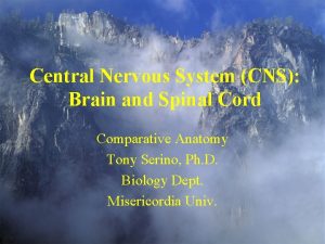 Central Nervous System CNS Brain and Spinal Cord