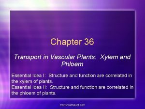 Chapter 36 Transport in Vascular Plants Xylem and