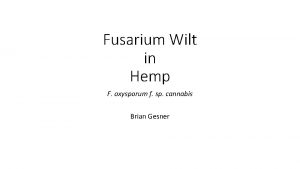 Fusarium Wilt in Hemp F oxysporum f sp