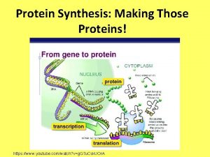 Protein Synthesis Making Those Proteins https www youtube