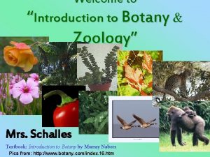 Welcome to Introduction to Botany Zoology Mrs Schalles