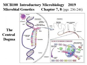 MCB 100 Introductory Microbiology 2019 Microbial Genetics Chapter