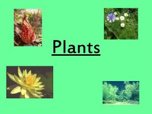 Plants Common characteristics of plants 1 Multicellular 2