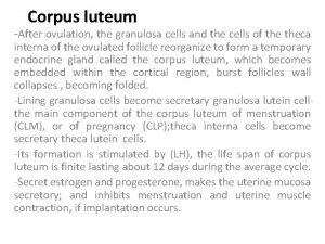 Corpus luteum After ovulation the granulosa cells and