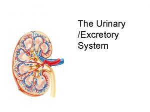 The Urinary Excretory System The Urinary System Paired