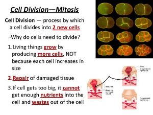 Cell DivisionMitosis Cell Division process by which a