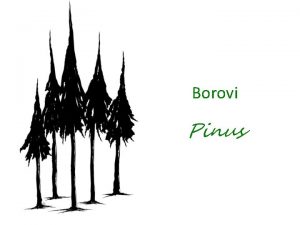 Borovi Pinus bor Pinus biljni rod iz por