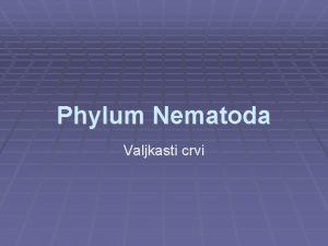 Phylum Nematoda Valjkasti crvi Opte karakteristike Pseudocelom prvi