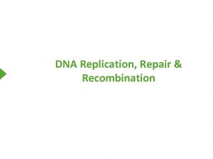 DNA Replication Repair Recombination SemiConservative Replication Discontinuous Replication