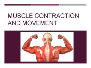 MUSCLE CONTRACTION AND MOVEMENT MUSCLES Muscles are attached