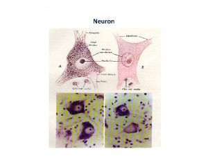 Neuron The neuron Neurons The functional and structural