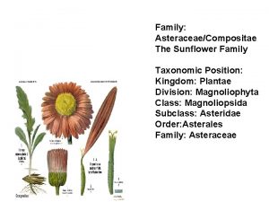 Family AsteraceaeCompositae The Sunflower Family Taxonomic Position Kingdom