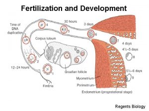 Fertilization and Development Regents Biology OBJECTIVES Upon completion
