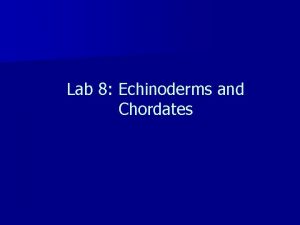 Lab 8 Echinoderms and Chordates Task 1 Phylum