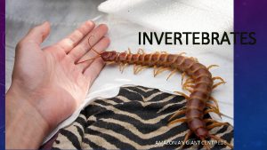 INVERTEBRATES AMAZONIAN GIANT CENTIPEDE INVERTEBRATES ANIMALS WITHOUT A