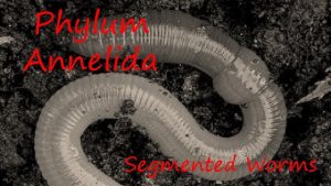 Phylum Annelida Segmented Worms Phylum Annelida Metameric Body