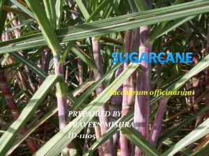 SUGARCANE Saccharum officinarum PREPAIRED BY PRAVEEN MISHRA ID11105