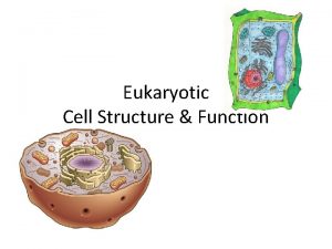 Eukaryotic Cell Structure Function Figure 7 5 Plant