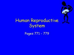 Human Reproductive System Pages 771 779 Male Reproductive