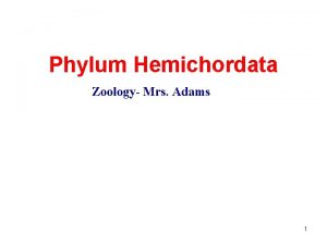 Phylum Hemichordata Zoology Mrs Adams 1 Half Chordate