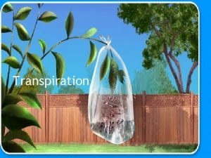 Transpiration What is transpiration Transpiration is a process