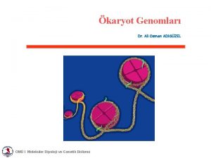 karyot Genomlar Dr Ali Osman ADIGZEL OM I