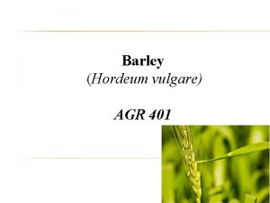 Barley Hordeum vulgare AGR 401 CONTENTS Dr Mukhtar