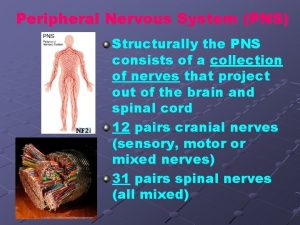 Peripheral Nervous System PNS Structurally the PNS consists