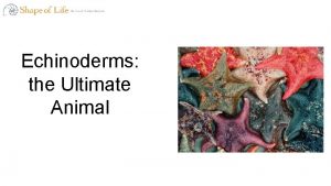 Echinoderms the Ultimate Animal These Are All Echinoderms