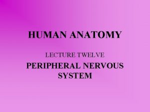 HUMAN ANATOMY LECTURE TWELVE PERIPHERAL NERVOUS SYSTEM PERIPHERAL