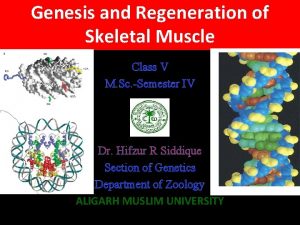 Genesis and Regeneration of Skeletal Muscle Class V