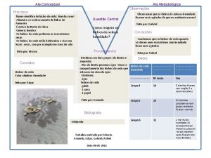 Ala Conceptual Ala Metodolgica Observaes Princpios Nome cientfico