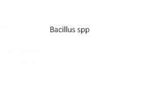 Bacillus spp Medically Important GramPositive Bacilli Three general