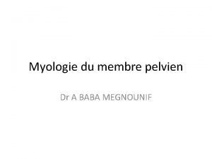 Myologie du membre pelvien Dr A BABA MEGNOUNIF