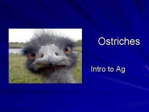 Ostriches Intro to Ag Ostriches are related to