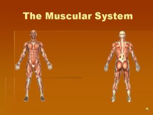 The Muscular System Muscle System Functions Provides voluntary