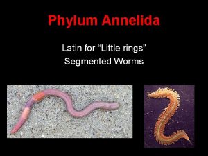 Phylum Annelida Latin for Little rings Segmented Worms