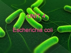 UNIT 4 Escherichia coli Introduction Escherichia coli is