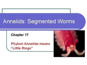 Annelids Segmented Worms Chapter 17 Phylum Annelida means