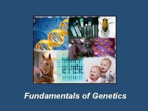 Fundamentals of Genetics Genetics The field of Biology