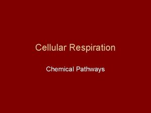 Cellular Respiration Chemical Pathways Food chemical energy calorie