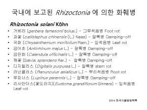 Rhizoctonia Rhizoctonia solani Khn gerbera famesonii bolus Foot