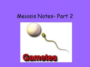 Meiosis Notes Part 2 I Meiosis A Process