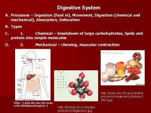 Digestive System A Processes Ingestion food in Movement