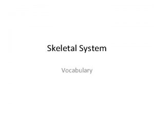 Skeletal System Vocabulary Skeletal System Provides support for