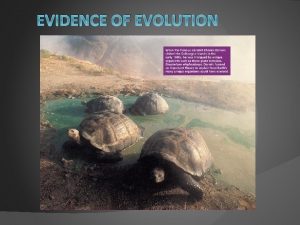 EVIDENCE OF EVOLUTION Convergent Evolution In convergent evolution