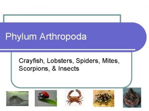 Phylum Arthropoda Crayfish Lobsters Spiders Mites Scorpions Insects