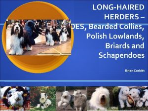 LONGHAIRED HERDERS OES Bearded Collies Polish Lowlands Briards